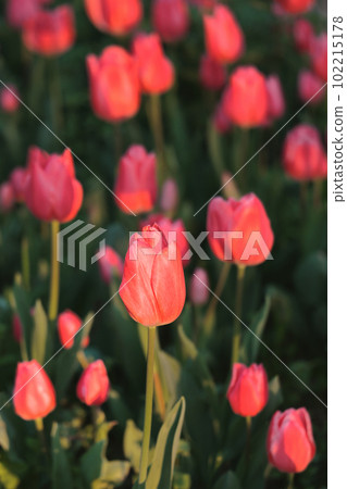 陽光明媚的鬱金香花田 102215178