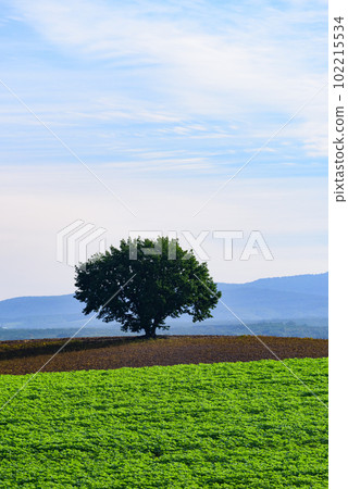 Trees in the grasslands and mountains of Biei 102215534