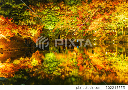 [Takamatsu City] Ritsurin Park Autumn Illumination [Autumn Leaves] 102215555