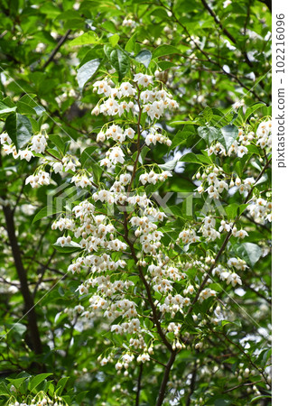 Styrax flower　 102216096