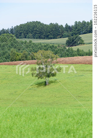 Picture book tree in Biei Picture book tree in Biei 102216115