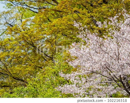 春天的風景，清爽美麗的新綠和櫻花 102216318