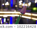 鬱金香 102216428