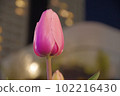 鬱金香 102216430