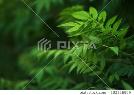 Sorbaria sorbifolia, the leaves of shrub. Green background, the plant in the nature with copy space. High quality photo Sorbaria sorbifolia, the leaves of shrub. Green background, the plant in the nature with copy space. High quality photo 102216969