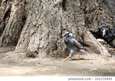 Starlings (Mukudori) busy during the warm season from spring to summer during the breeding season 102216985