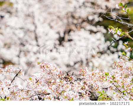 Spring Ranman Cherry Blossoms in Full Bloom Someiyoshino Spring Ranman Cherry Blossoms in Full Bloom Someiyoshino 102217171