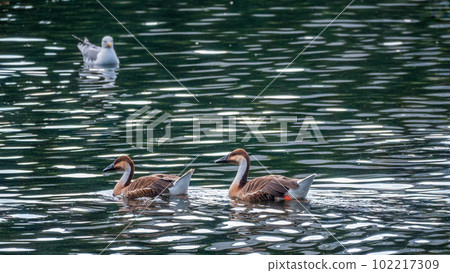 Swan Goose, Anser cygnoides,swiming in lake water Swan Goose, Anser cygnoides,swiming in lake water 102217309