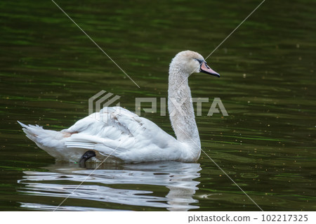 A graceful white swan swimming on a lake with dark water. The white swan is reflected in the water A graceful white swan swimming on a lake with dark water. The white swan is reflected in the water 102217325