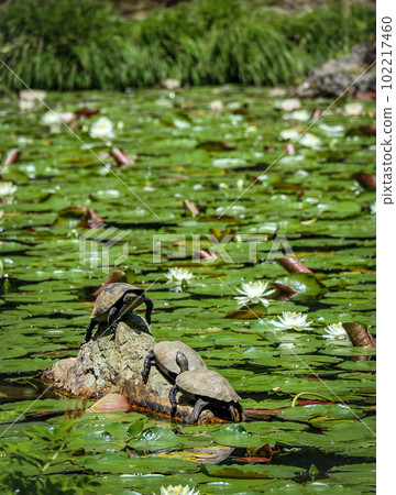 龜老大和爪牙齊聚荷塘 102217460