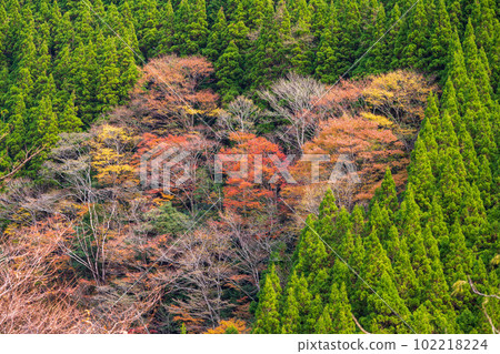 The autumn foliage shines in the autumn leaves (Gokanosho / Sendan Todoroki Waterfall) The scenery dyed in autumn leaves "Kakisako, Izumi-cho, Yatsushiro City, Kumamoto Prefecture" 102218224