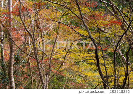 The autumn foliage shines in the autumn leaves (Gokanosho / Sendan Todoroki Waterfall) The scenery dyed in autumn leaves "Kakisako, Izumi-cho, Yatsushiro City, Kumamoto Prefecture" The autumn foliage shines in the autumn leaves (Gokanosho / Sendan Todoroki Waterfall) The scenery dyed in autumn leaves "Kakisako, Izumi-cho, Yatsushiro City, Kumamoto Prefecture" 102218225