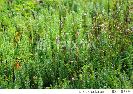 The beautiful Myoko-Togakushi mountain range in April with Hokushin Gogaku and Lake Nojiri 102218229