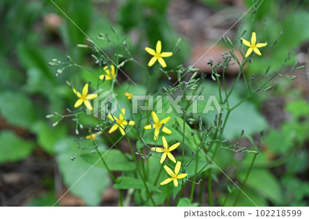 Nicana flowers Nicana flowers 102218599