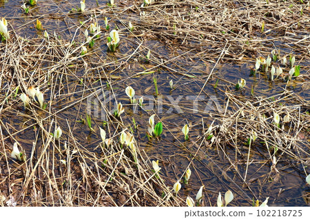 Okususobana自然公園的臭鼬捲心菜 Okususobana自然公園的臭鼬捲心菜 102218725