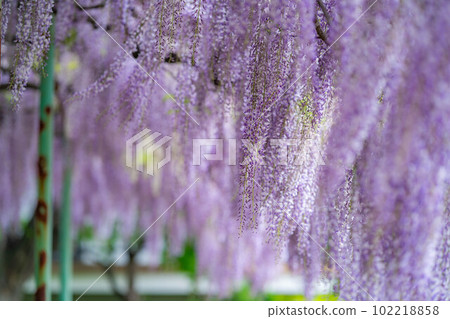 [Early summer material] Wisteria flowers [Nagano Prefecture] 102218858
