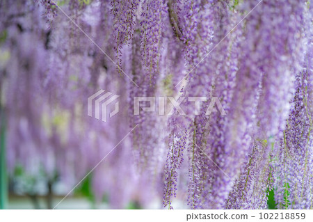 [Early summer material] Wisteria flowers [Nagano Prefecture] 102218859