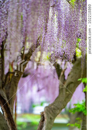 [Early summer material] Wisteria flowers [Nagano Prefecture] 102218860
