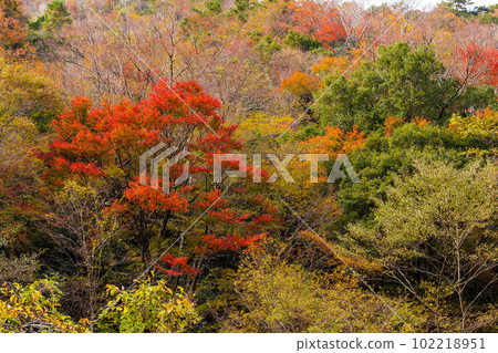 Scenery dyed in autumn leaves around (Gokanosho / Sendan Todoroki Waterfall) "Kakisako, Izumi-cho, Yatsushiro City, Kumamoto Prefecture" Scenery dyed in autumn leaves around (Gokanosho / Sendan Todoroki Waterfall) "Kakisako, Izumi-cho, Yatsushiro City, Kumamoto Prefecture" 102218951