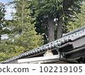 A peaceful cat relaxing on the roof 102219105