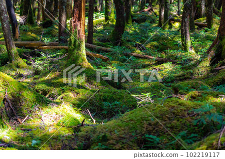 [Virgin forest] Shirokoma Pond in early summer [Nagano Prefecture] 102219117
