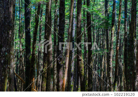 [Virgin forest] Shirokoma Pond in early summer [Nagano Prefecture] 102219120
