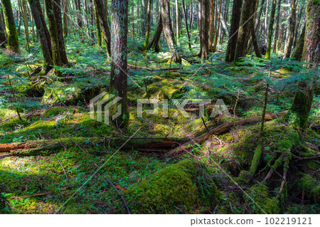 [Virgin forest] Shirokoma Pond in early summer [Nagano Prefecture] 102219121