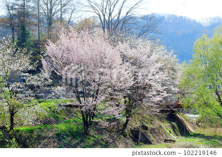 Kinasa的櫻花，信州的櫻花，用花草製成的彩色紙 102219146