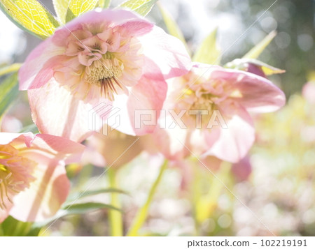 Christmas rose Christmas rose 102219191