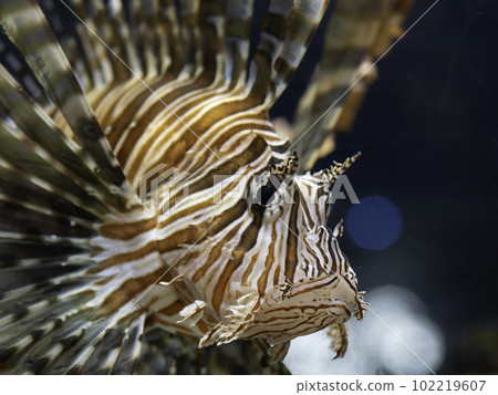 Lionfish Lionfish 102219607