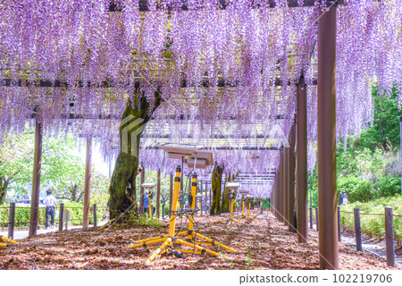 盛開的紫藤花 盛開的紫藤花 102219706