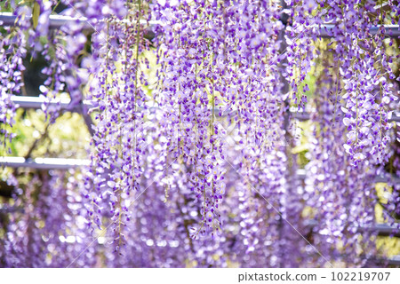 盛開的紫藤花 盛開的紫藤花 102219707