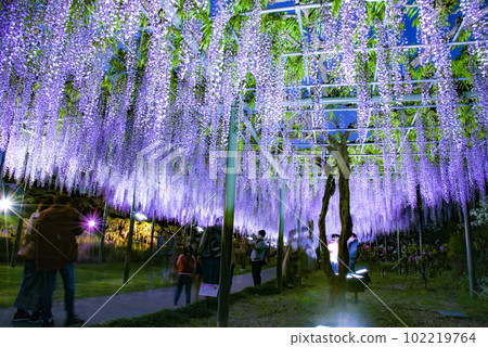 Light up the wisteria flower 102219764
