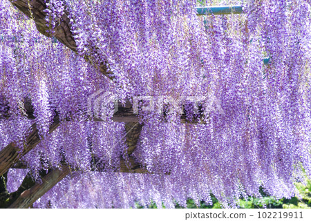 盛開的紫藤格子 102219911