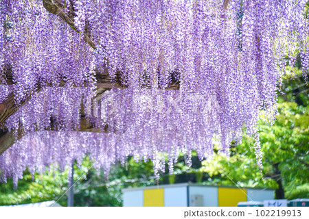 Wisteria trellis in full bloom Wisteria trellis in full bloom 102219913