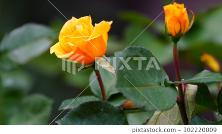 印加生動的黃色維生素顏色吸引了我的眼球，給了我能量。 102220009