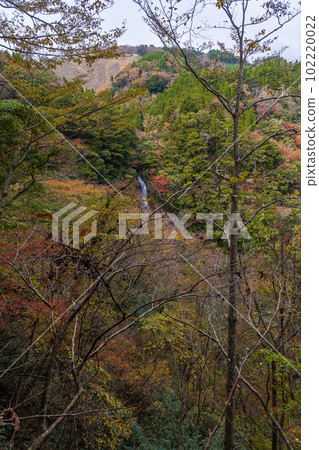 秋天的紅葉(Sendantoro Falls)和從人行道(Gokanosho)看到的紅葉的壯觀景色“熊本縣八代市泉町Kakisako” 秋天的紅葉(Sendantoro Falls)和從人行道(Gokanosho)看到的紅葉的壯觀景色“熊本縣八代市泉町Kakisako” 102220022