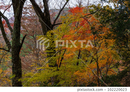 秋天的紅葉（Sendantoro Falls）和從人行道（Gokanosho）看到的紅葉的壯觀景色“熊本縣八代市泉町Kakisako” 102220023