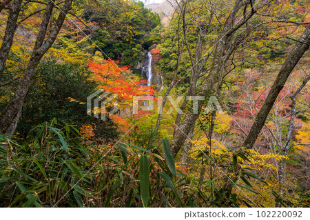 A spectacular view of the autumn foliage (Sendantodoro Falls) and the foliage seen from the promenade (Gokanosho) "Kakisako, Izumicho, Yatsushiro City, Kumamoto Prefecture" 102220092