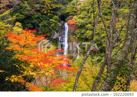 A spectacular view of the autumn foliage (Sendantodoro Falls) and the foliage seen from the promenade (Gokanosho) "Kakisako, Izumicho, Yatsushiro City, Kumamoto Prefecture" 102220093
