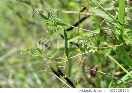 Fruit of crow peach 102220123