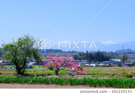 五月的八岳和南阿爾卑斯:美麗的八岳和南阿爾卑斯八嶽山麓和南阿爾卑斯 五月的八岳和南阿爾卑斯:美麗的八岳和南阿爾卑斯八嶽山麓和南阿爾卑斯 102220133