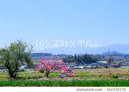五月的八岳和南阿爾卑斯:美麗的八岳和南阿爾卑斯八嶽山麓和南阿爾卑斯 五月的八岳和南阿爾卑斯:美麗的八岳和南阿爾卑斯八嶽山麓和南阿爾卑斯 102220135