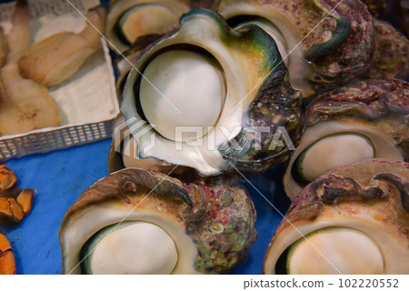 Night snail Night snail 102220552