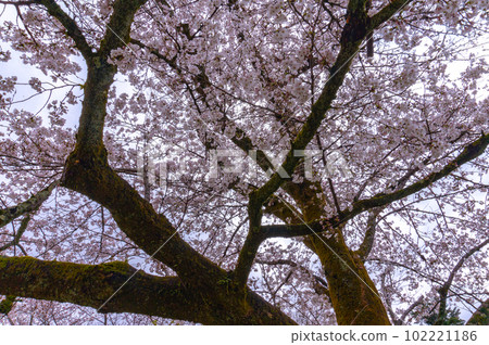 【京都風光】岱吾寺、豐臣鼎盛時期的賞櫻 102221186