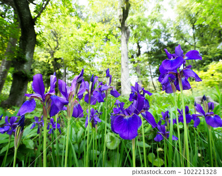 Iris blooming in the forest Iris blooming in the forest 102221328