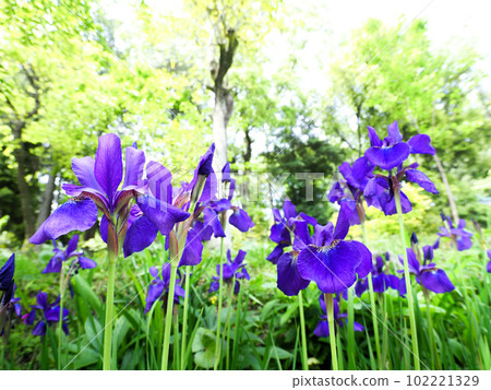 Iris blooming in the forest 102221329