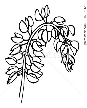 hand draw sketch wildflowers lupinus leaves, flowers, parts of the plant	 102221645