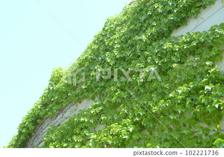 Ivy leaves grow on the walls. 102221736