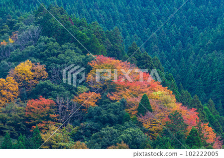 倒映在紅葉中的五賀之所 前往仙丹瀑布的途中的紅葉景色（八代市和泉町） 102222005